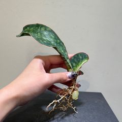 サンスベリア　マッソニアーナ　ドワーフ　抜き苗