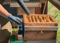 当店オリジナルニホンミツバチの採蜜時の便利巣切り用アイテム【巣切名人 楽クルⅡ】