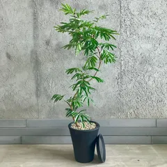 ☆ エバーフレッシュ 曲がり仕立て♪ 162cm 沖縄産太幹原木♪ ☆ エバーフレッシュ 曲がり仕立て♪ 162cm 沖縄産太幹原木♪