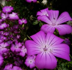 アグロステンマ　種30粒　花の種