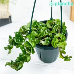 2025年最新】サクラランの人気アイテム - メルカリ