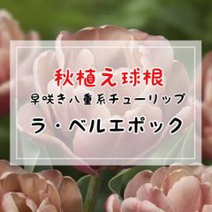 【球根】早咲き八重系チューリップ　ラ・ベルエポック（DE）／ 2球入（ラベル1枚付