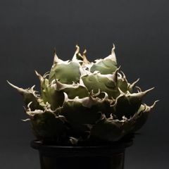 "Agave titanota" アガベ チタノタ【白鯨】 管理2094