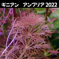 ギニアン　アンブリア　2022  2本 水中葉  送料無料