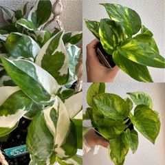 観葉植物 ポトス　根っこ付き　斑入り　ゴールデン　エンジョイ エメラルドのサムネイル