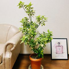 現品］【希少】3番 フランスゴムノキ ユキ 8号 観葉植物 室内 大型