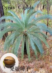 ◇Cycas cupida サイカス クピダ◇ 発根種子【1粒】レア