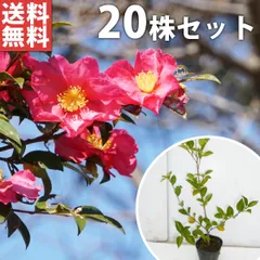 2024年最新】山茶花 苗の人気アイテム - メルカリ