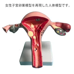 人体模型 女性 生殖器 子宮 膣 卵巣模型 女性生殖器 女性子宮 女性卵巣 模型 子宮モデル 女性生殖器モデル 卵巣モデル人体モデル 標本 教材 実験 人体#qz2313