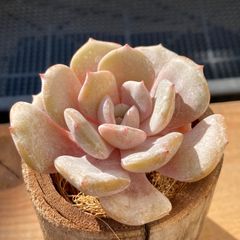 【新入荷】エケべリア　韓国苗　ミルクパープル　多肉植物｜ポコ多肉