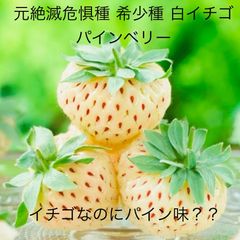 レア品種　パイン風味の白いちご　 パインベリー  2苗セット（3号）果物苗　（正式名称：パイナップルストロベリー）