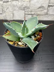 2025年最新】イシスメンシスの人気アイテム - メルカリ