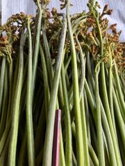 北海道　山菜　秀品　ワラビ　クール便　6/9発送　または、ご予約発送2キロ