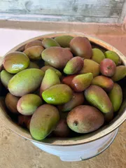 摘果マンゴー宮崎産加工用100g〜350g 20g〜50g