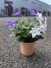 ガーデニング　キキョウ　ポット　花苗　秋の花　花　苗　まとめ売り　桔梗  鉢植え