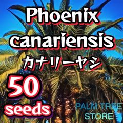 【種】50粒　Phoenix canariensis 　カナリーヤシ