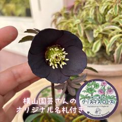 クリスマスローズ プチドール 横山園芸 - メルカリ クリスマスローズ プチドール 横山園芸 - メルカリ