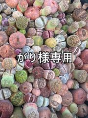 がり様専用！リトープスセット2個♡