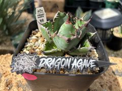 週末オークション【鉢ごと発送】REZA産 希少 アガベ プリンス PRINCE