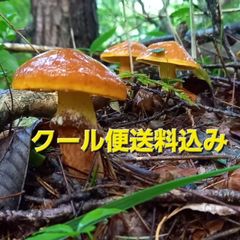 天然きのこ106　ハナイグチ1.2kg