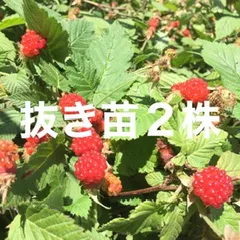 ⭐️草苺苗2株(小)⭐️木苺苗　クサイチゴ苗　くさいちご苗　キイチゴ　木いちご　木イチゴ　野苺　野イチゴ　野いちご　ノイチゴ