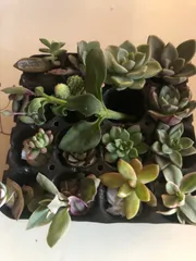 多肉植物カット苗