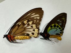 蝶の標本★マライタ島産アオメガネペアNo.4
