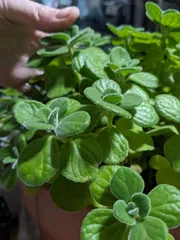 アロマティカス　5カット苗＋おまけ