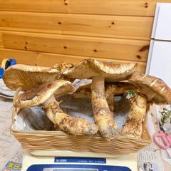 国産松茸!巨大サイズ2本で500g! - メルカリ 国産松茸!巨大サイズ2本で500g! - メルカリ