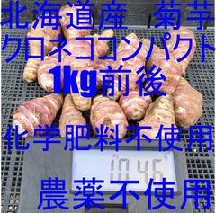 完売！　菊芋　クロネココンパクト入るだけ！　北海道産　農薬、化学肥料不使用