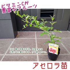 A386熱帯果樹 アセロラ苗⭐トロピカルフルーツビタミンCの王様♥️沖縄