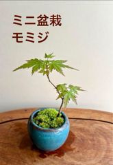 ミニ盆栽　もみじ　トルコブルー色の鉢