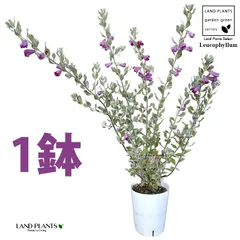 2025年最新】レウコフィルムの人気アイテム - メルカリ