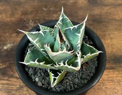 Agave Titanota アガベ チタノタ厳竜/南覇王 強棘 美株！発根済み 送料込み