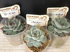多肉植物　ファームパルクさん　パルスノー　ピーチコロン　クインコロネット　札付き 多肉植物 ファームパルクさん パルスノー ピーチコロン クイン