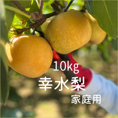 梨　幸水　埼玉県産　家庭用　約10㎏