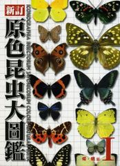 蝶標本 アカメガネトリバネアゲハ 産地別コレクション 研究用 大型