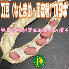 刀豆（なたまめ）固定種のタネ　5粒　無農薬無化学肥料栽培の種子