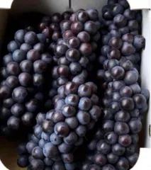 2025年最新】スチューベンの人気アイテム - メルカリ