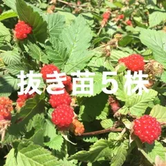 ⭐️草苺苗5株(小)⭐️木苺苗　クサイチゴ苗　くさいちご苗　キイチゴ　木いちご　木イチゴ　野苺　野イチゴ　野いちご　ノイチゴ