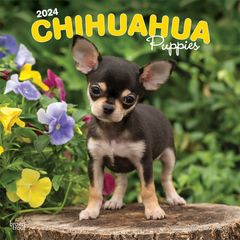 【輸入版】2024年 子犬のチワワ カレンダー / ブラウントラウト 30.5 x 61 cm (Chihuahua Puppies  Calendar)