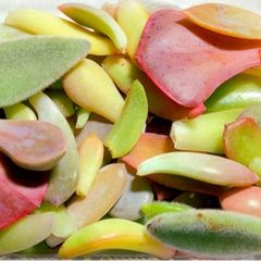 多肉植物　葉挿し　50グラム