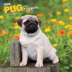 【輸入版】2024年 子犬のパグ カレンダー / ブラウントラウト 30.5 x 61 cm (Pug Puppies  Calendar)