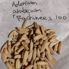 アデニウム・アラビクム「ラキニー」 種子100粒 Adenium