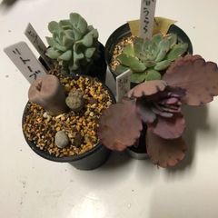 多肉植物寄せ植え