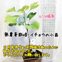 無農薬栽培イチョウの小苗②