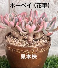 ホーベイ  花車 錦 斑入り 希少 レア苗