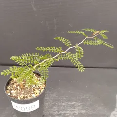 GP126 【チャレンジ株】最終値下げ大特価オペルクリカリアパキプスベアルート株 2025年最新】オペルクリカリア パキプス ベアルートの人気