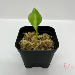 アグラオネマ ピクタム Aglaonema pictum ”エウレカもどき” from Pulau Nias AZ便 - メルカリ