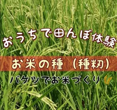 コシヒカリ 種籾 芽出し・消毒済み 4キロ 富山県産 - メルカリ
